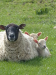 FZ004662 Two little lambs cuddled up to sheep.jpg